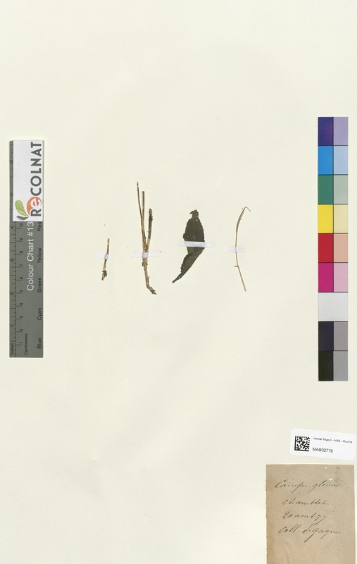 Campanula glomerata (Campanulaceae)