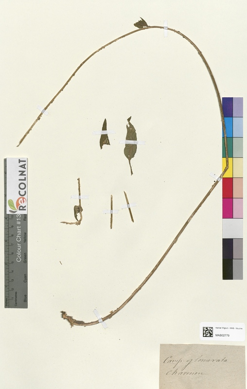 Campanula glomerata (Campanulaceae)