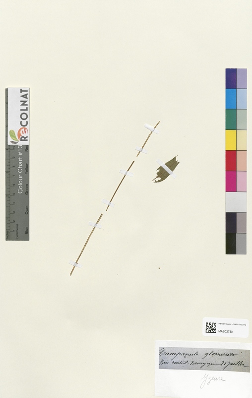 Campanula glomerata (Campanulaceae)