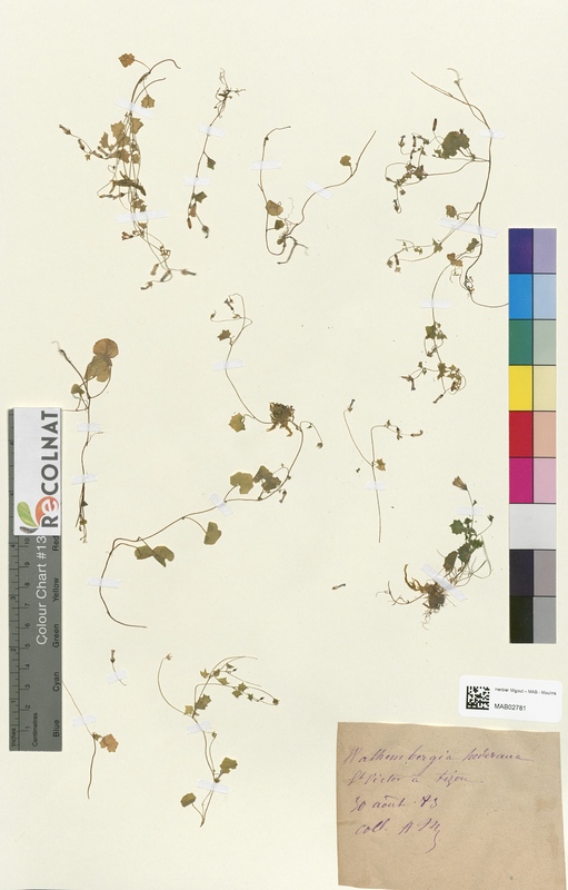 Campanula hederacea (Campanulaceae)