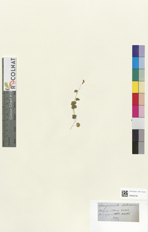 Campanula hederacea (Campanulaceae)