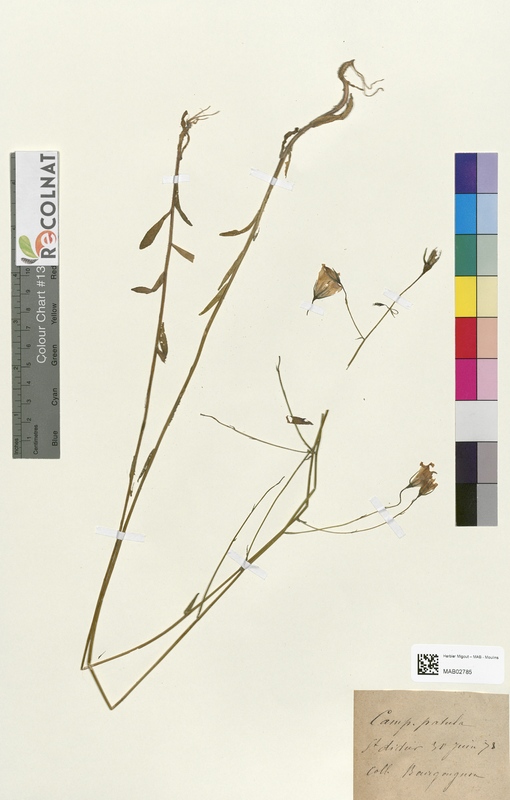 Campanula patula (Campanulaceae)