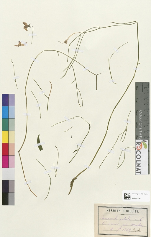 Campanula patula (Campanulaceae)