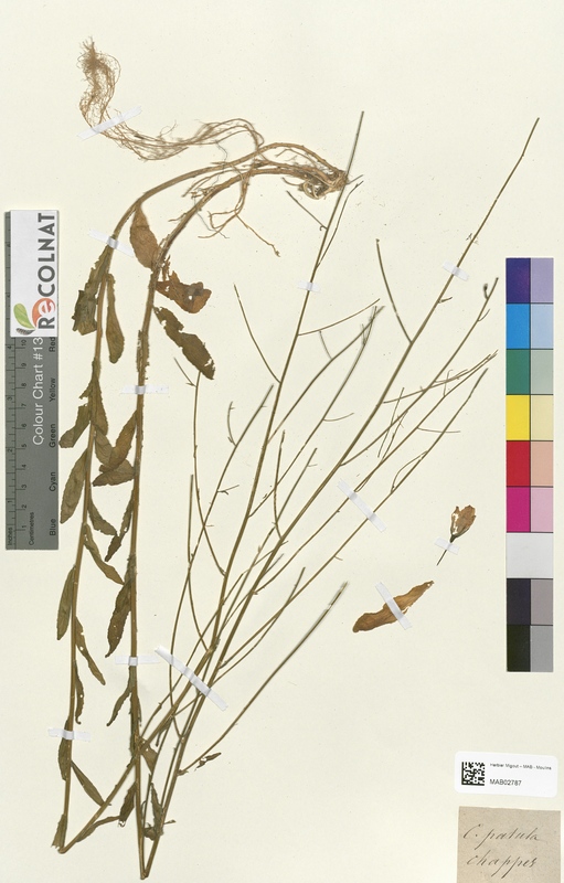 Campanula patula (Campanulaceae)