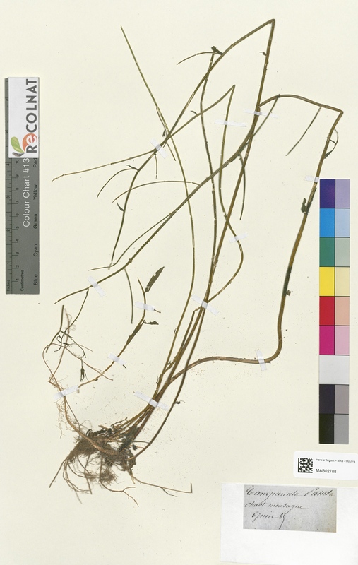 Campanula patula (Campanulaceae)