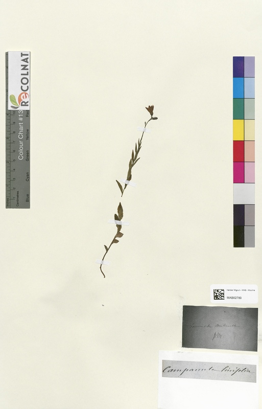 Campanula linifolia (Campanulaceae)