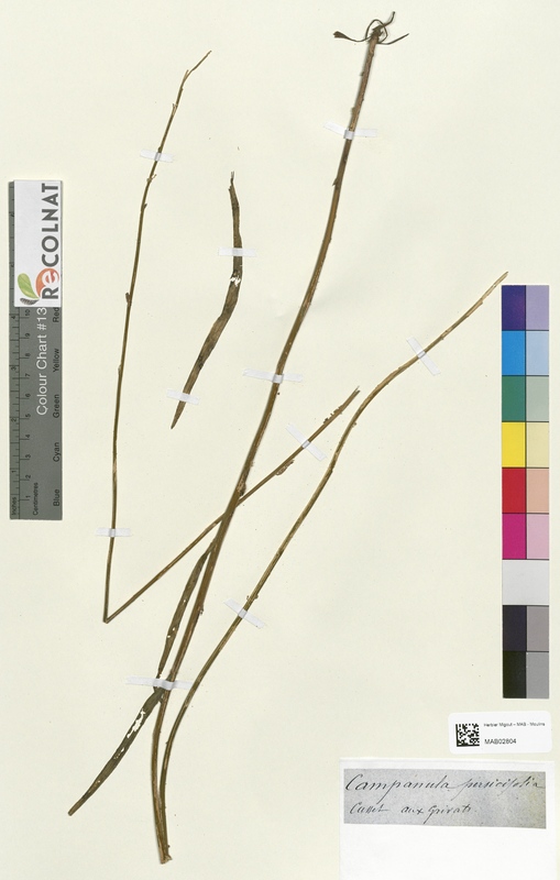 Campanula persicifolia (Campanulaceae)