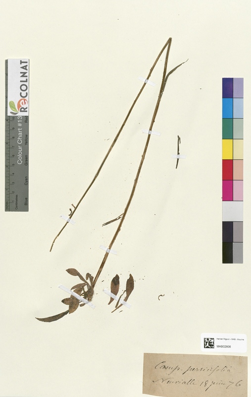 Campanula persicifolia (Campanulaceae)