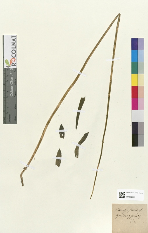 Campanula persicifolia (Campanulaceae)