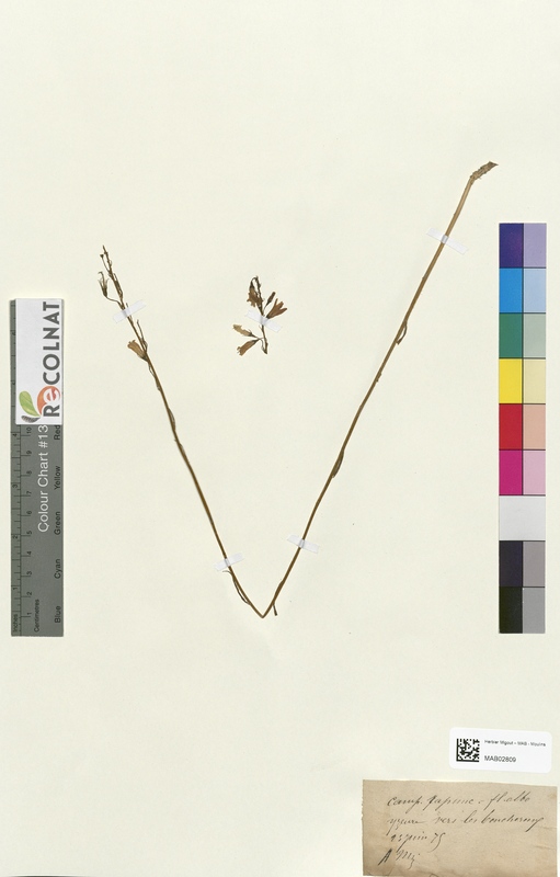 Campanula rapunculus (Campanulaceae)