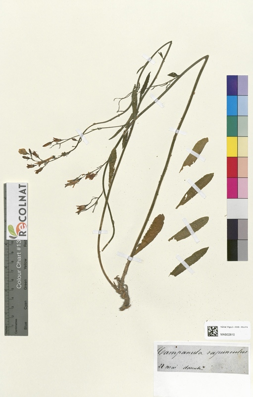 Campanula rapunculus (Campanulaceae)