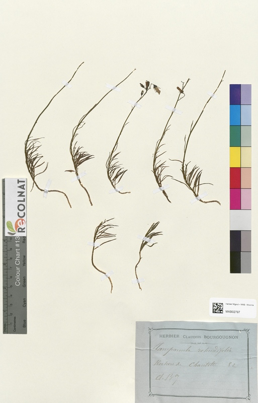 Campanula rotundifolia (Campanulaceae)