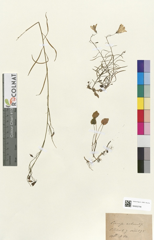 Campanula rotundifolia (Campanulaceae)