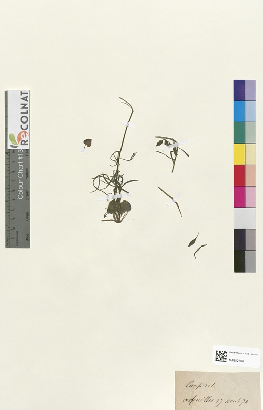 Campanula rotundifolia (Campanulaceae)