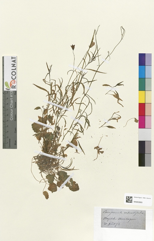 Campanula rotundifolia (Campanulaceae)