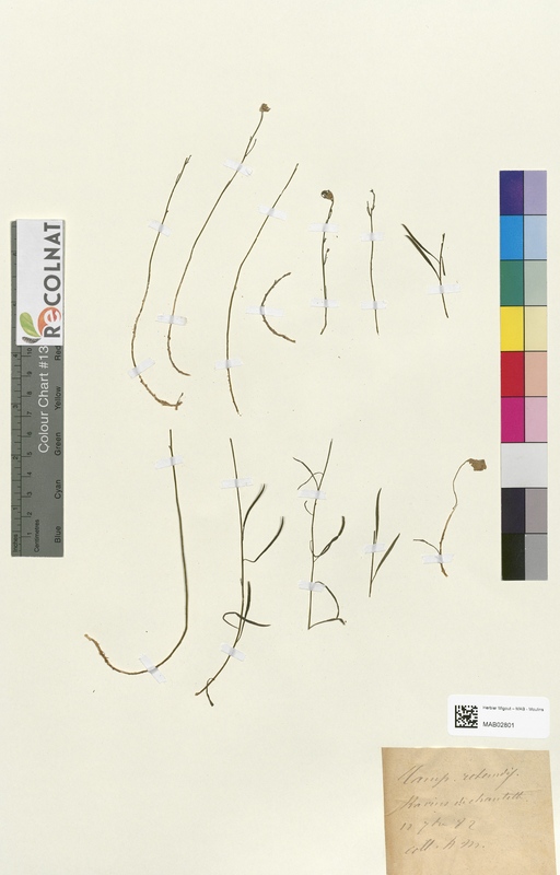 Campanula rotundifolia (Campanulaceae)