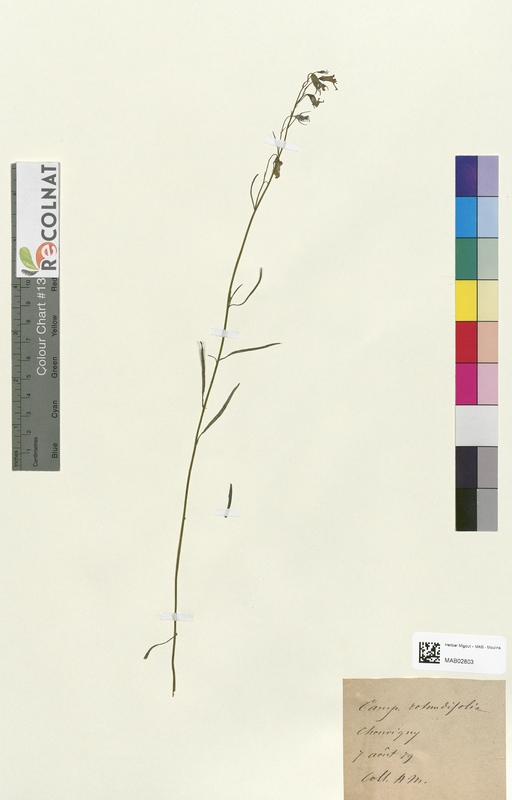 Campanula rotundifolia (Campanulaceae)