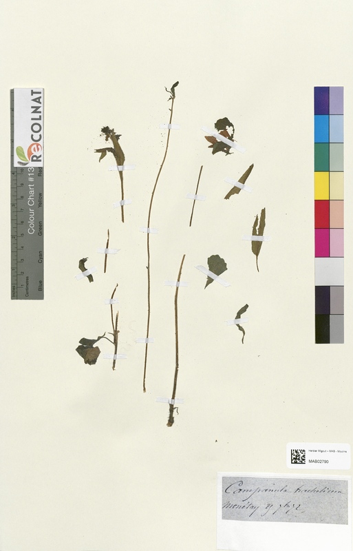 Campanula trachelium (Campanulaceae)