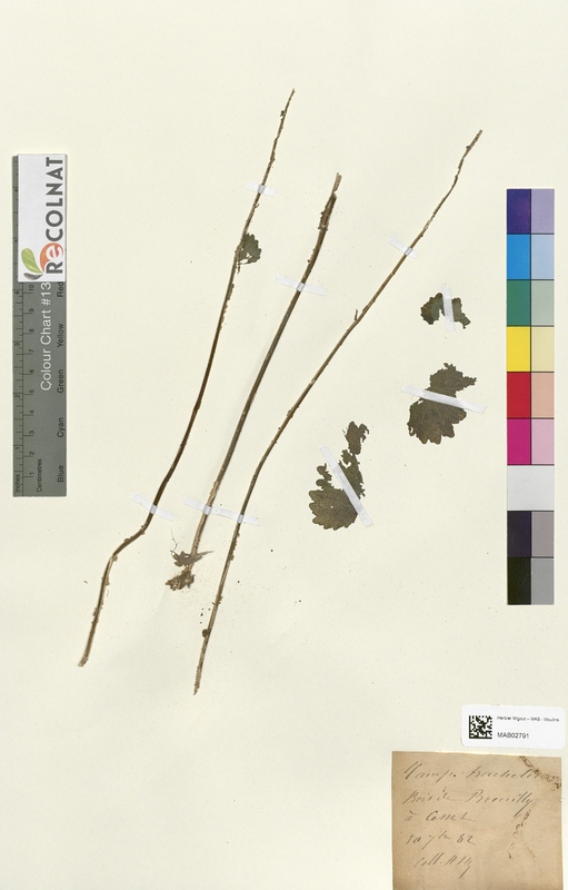 Campanula trachelium (Campanulaceae)