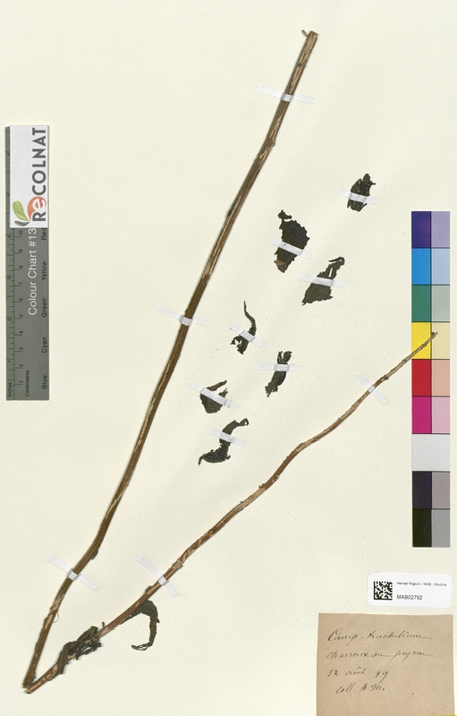 Campanula trachelium (Campanulaceae)