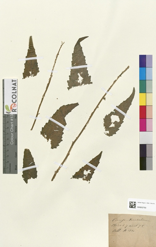 Campanula trachelium (Campanulaceae)