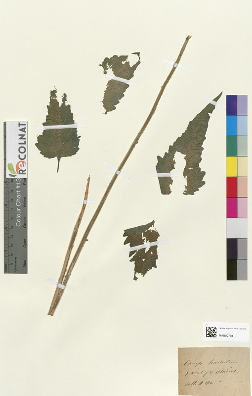 Campanula trachelium (Campanulaceae)