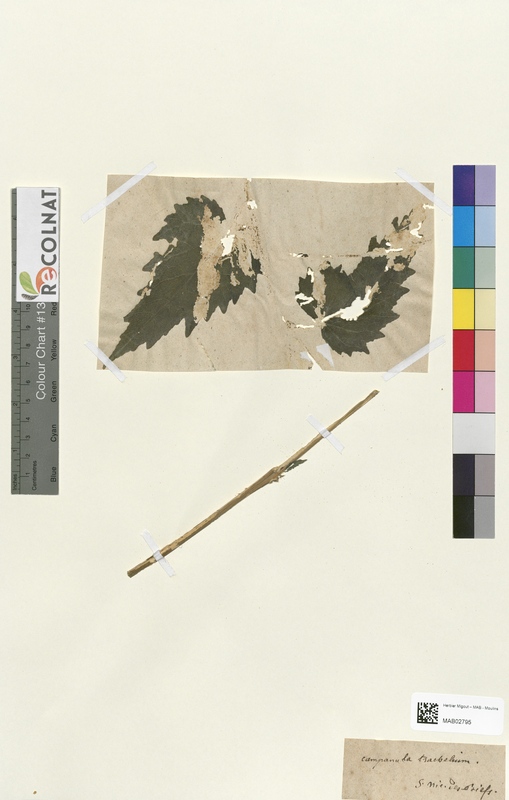 Campanula trachelium (Campanulaceae)