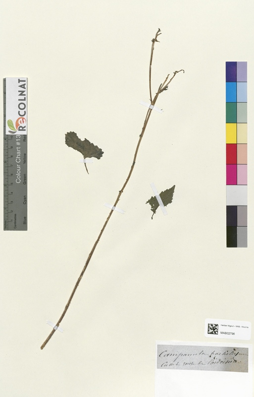 Campanula trachelium (Campanulaceae)