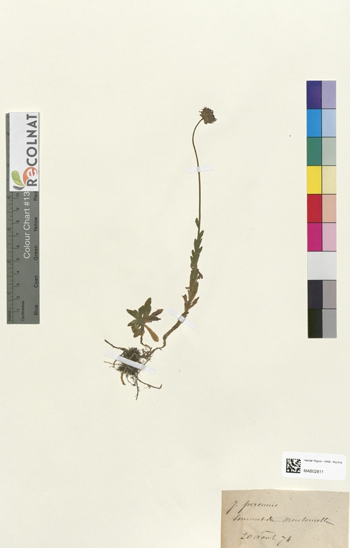 Jasione perennis (Campanulaceae)