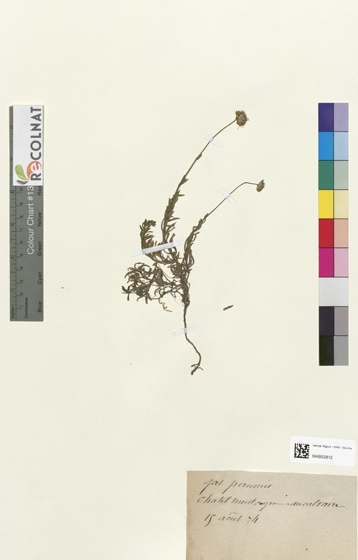 Jasione perennis (Campanulaceae)