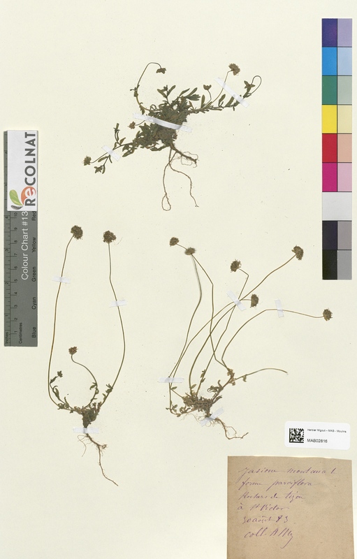 Jasione montana (Campanulaceae)