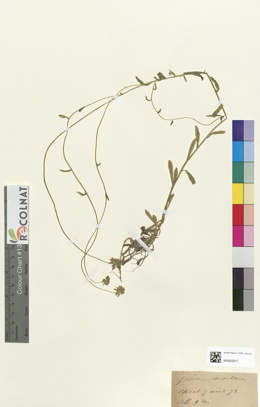 Jasione montana (Campanulaceae)