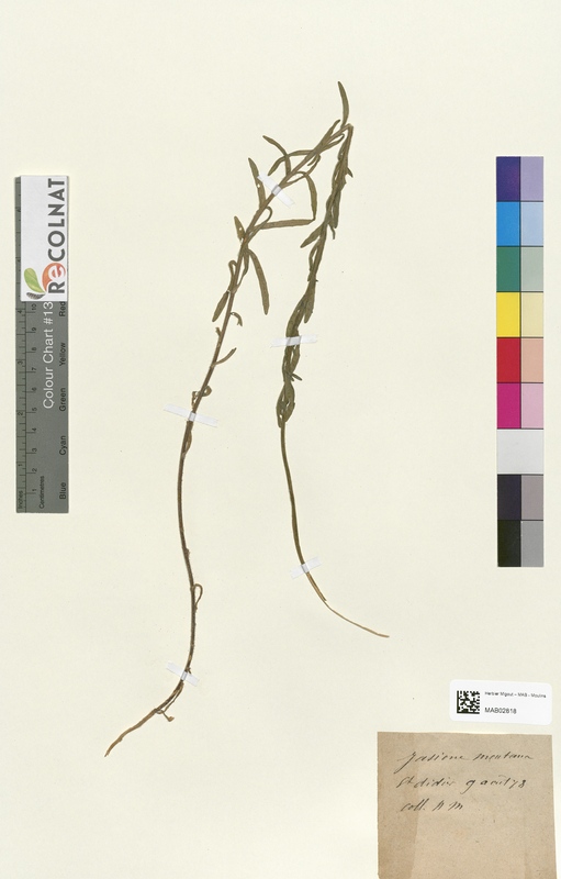 Jasione montana (Campanulaceae)