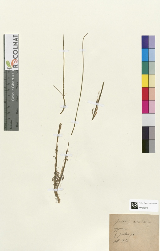 Jasione montana (Campanulaceae)