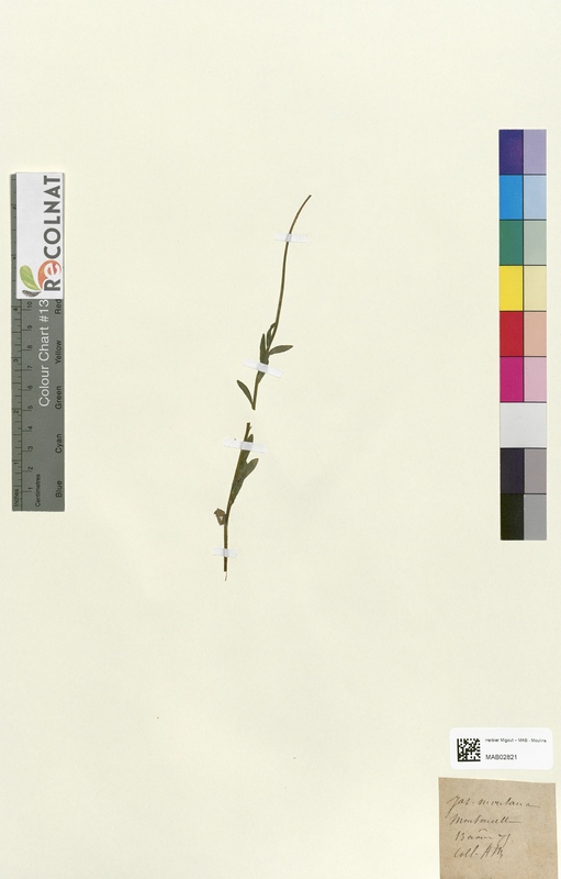 Jasione montana (Campanulaceae)