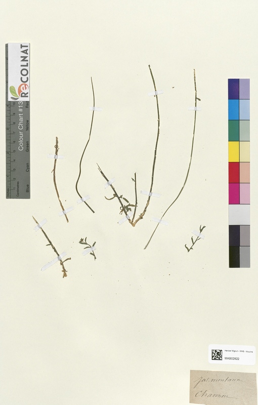 Jasione montana (Campanulaceae)