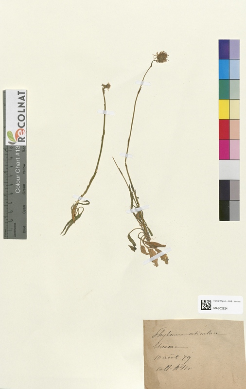 Phyteuma orbiculare (Campanulaceae)