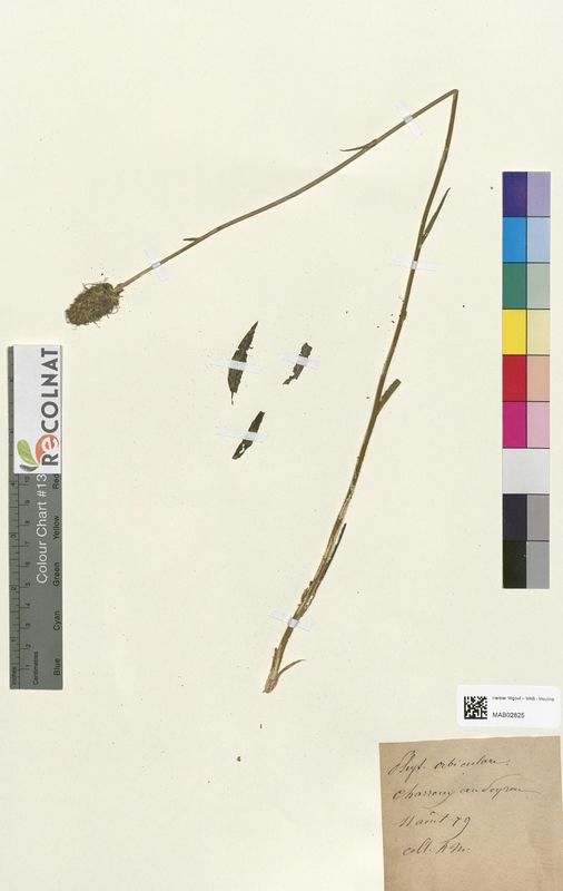 Phyteuma orbiculare (Campanulaceae)