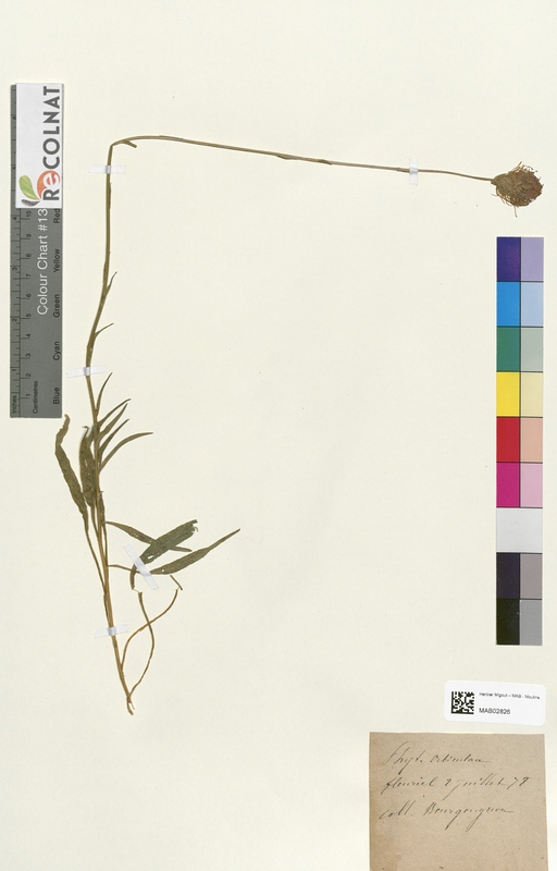 Phyteuma orbiculare (Campanulaceae)