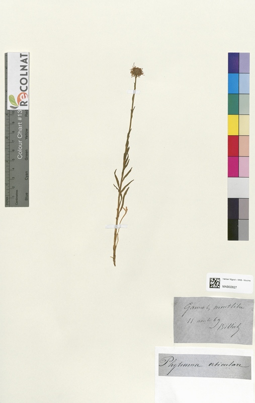 Phyteuma orbiculare (Campanulaceae)