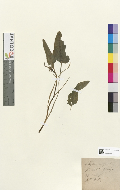 Phyteuma spicatum (Campanulaceae)