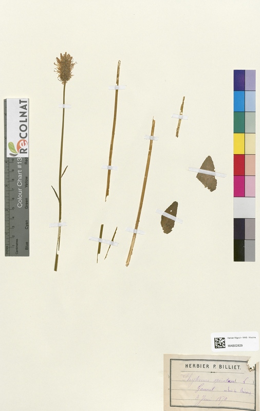 Phyteuma spicatum (Campanulaceae)