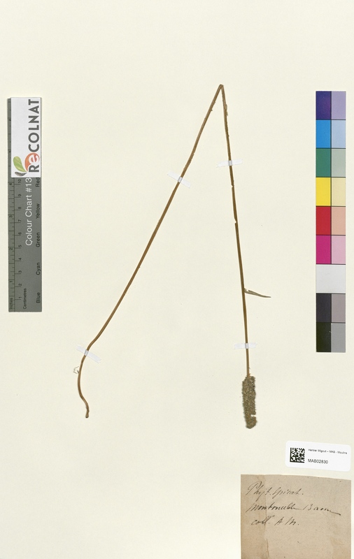 Phyteuma spicatum (Campanulaceae)