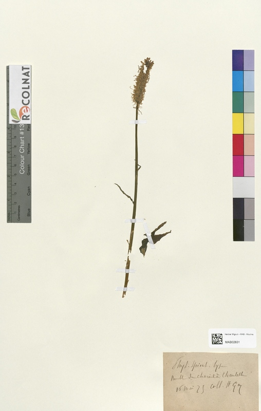 Phyteuma spicatum (Campanulaceae)