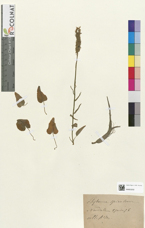 Phyteuma spicatum (Campanulaceae)