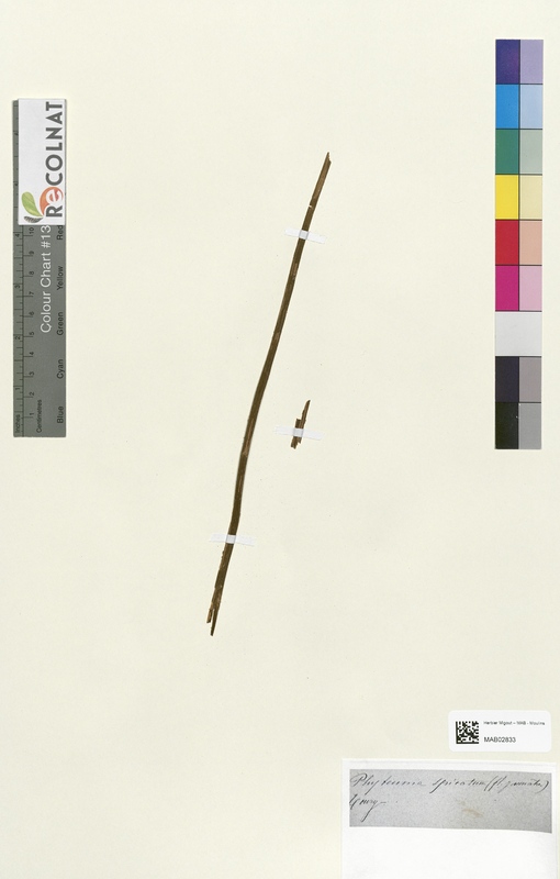 Phyteuma spicatum (Campanulaceae)