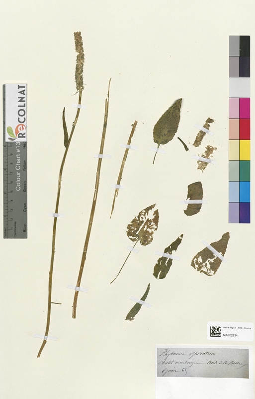 Phyteuma spicatum (Campanulaceae)