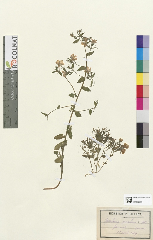 Phyteuma spicatum (Campanulaceae)