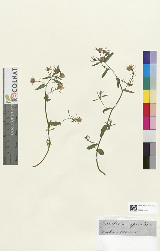 Phyteuma spicatum (Campanulaceae)