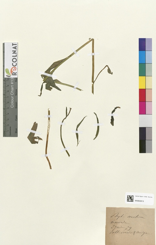 Phyteuma spicatum (Campanulaceae)